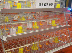 H type battery layer chicken cage